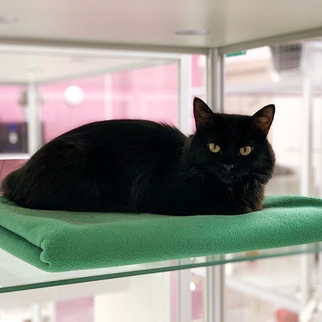 Передержка кошек и котов