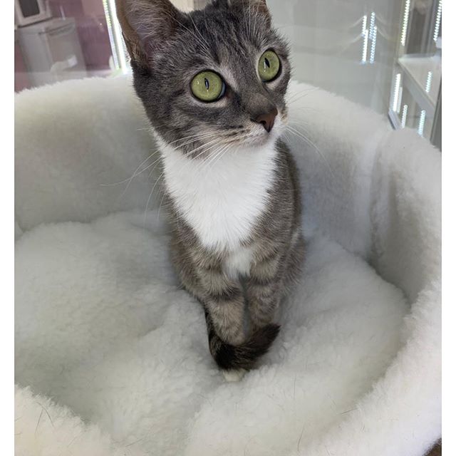 Передержка кошек и котов 2